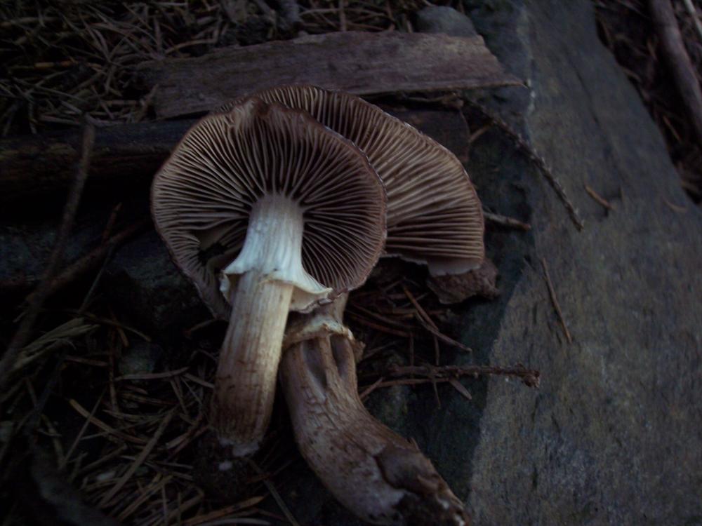 Escursione a Gressoney